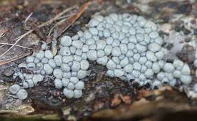 Attēlu rezultāti vaicājumam “Diderma subincarnatum plasmodium”