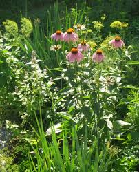 Attēlu rezultāti vaicājumam “Echinacea purpurea flower”