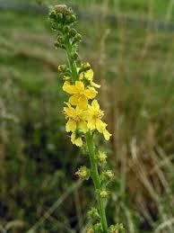 Attēlu rezultāti vaicājumam “Agrimonia eupatoria flower”