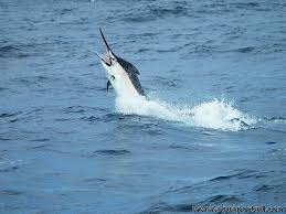 Image result for Istiompax indica