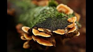 Attēlu rezultāti vaicājumam “Pycnoporellus fulgens”