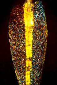 Attēlu rezultāti vaicājumam “Dicranum flagellare”