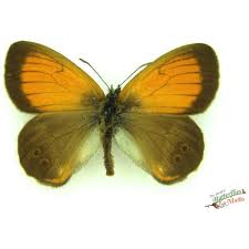 Attēlu rezultāti vaicājumam “Coenonympha arcania”