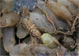 Attēlu rezultāti vaicājumam “Scardia boletella exuvia”