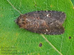 Attēlu rezultāti vaicājumam “Rusina ferruginea female”