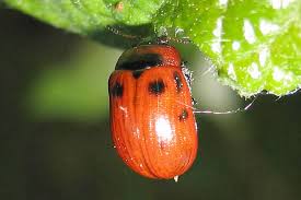 Attēlu rezultāti vaicājumam “Gonioctena viminalis”