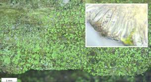 Attēlu rezultāti vaicājumam “Badhamia flavoglauca”