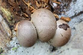 Attēlu rezultāti vaicājumam “Lycogala flavofuscum sessile”