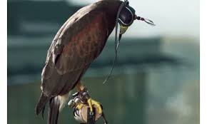 Image result for Wimbledon Hawks