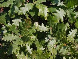 Attēlu rezultāti vaicājumam “Quercus robur Fastigiata leaf”