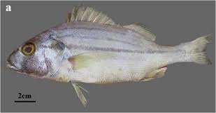 Image result for Pomadasys commersonnii