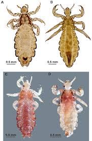 Attēlu rezultāti vaicājumam “Phthiraptera”