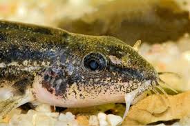 Attēlu rezultāti vaicājumam “Barbatula barbatula”