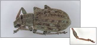 Attēlu rezultāti vaicājumam “Polydrusus mollis”