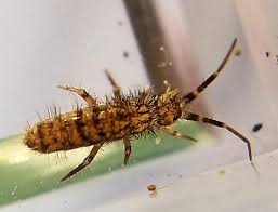 Attēlu rezultāti vaicājumam “Orchesella sp.”