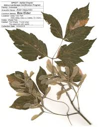 Attēlu rezultāti vaicājumam “Acer negundo”