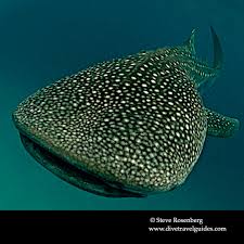 Image result for Rhincodon typus