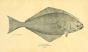 Image result for Hippoglossus hippoglossus