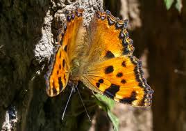 Attēlu rezultāti vaicājumam “Nymphalis xanthomelas upperside”