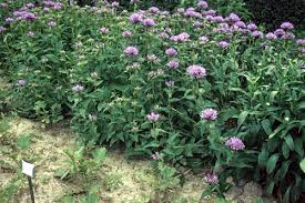 Attēlu rezultāti vaicājumam “Campanula glomerata bud”