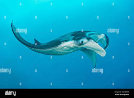 Image result for Mobula birostris