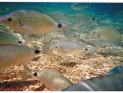 Image result for Oblada melanurus