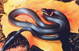 Attēlu rezultāti vaicājumam “Serpentes”