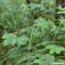 Attēlu rezultāti vaicājumam “Carex elongata”