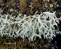 Attēlu rezultāti vaicājumam “Evernia prunastri”