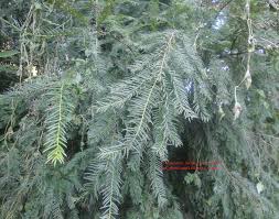 Attēlu rezultāti vaicājumam “Taxus wallichiana”