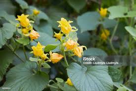 Attēlu rezultāti vaicājumam “Thladiantha dubia leaf”