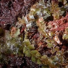 Attēlu rezultāti vaicājumam “Leiocolea heterocolpos”