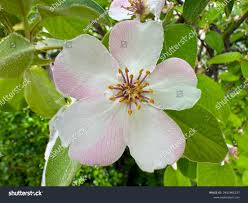 Attēlu rezultāti vaicājumam “Cydonia oblonga flower”