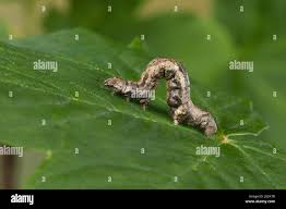 Attēlu rezultāti vaicājumam “Ectropis crepuscularia”
