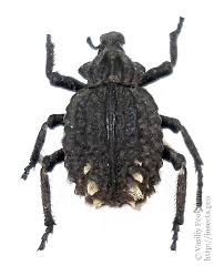 Image result for Brachycerus undatus