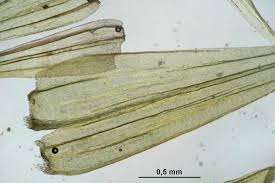 Attēlu rezultāti vaicājumam “Tomentypnum nitens”