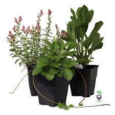 Image result for Pardancanda norrisii