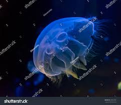 Attēlu rezultāti vaicājumam “Aurelia aurita”