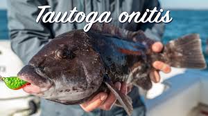 Image result for Tautoga onitis