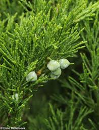 Attēlu rezultāti vaicājumam “Juniperus sabina”