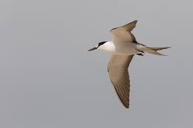 Image result for Onychoprion fuscatus