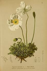 Image result for Alpenmohn