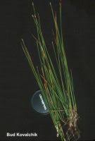 Attēlu rezultāti vaicājumam “Eleocharis quinqueflora”