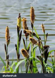 Attēlu rezultāti vaicājumam “Carex panicea”