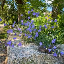 Attēlu rezultāti vaicājumam “Campanula rotundifolia”
