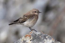 Image result for Oenanthe hispanica