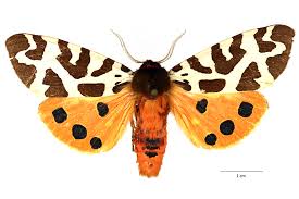 Attēlu rezultāti vaicājumam “Arctia caja”