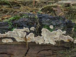 Attēlu rezultāti vaicājumam “Laurilia sulcata”