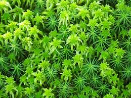 Attēlu rezultāti vaicājumam “Cirriphyllum piliferum”