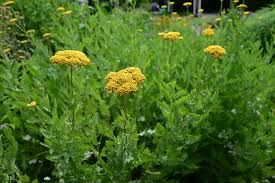 Image result for Achillea filipendulina